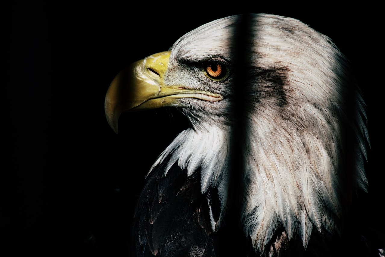 Six Leadership Principles that we can learn from an Eagle